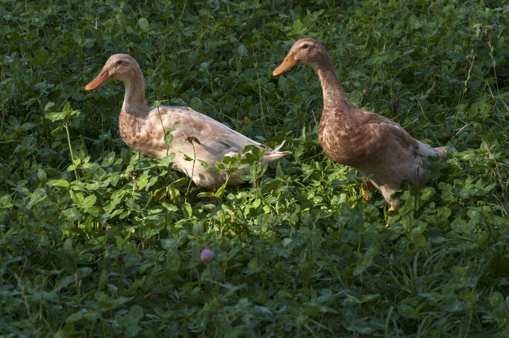 Agroturistika Kozi Farma Rožnov pod Radhoštěm Kültér fotó